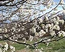 Bradford Pear Tree Blossoms 5.jpg